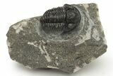 Detailed Gerastos Trilobite Fossil - Morocco #235303-2